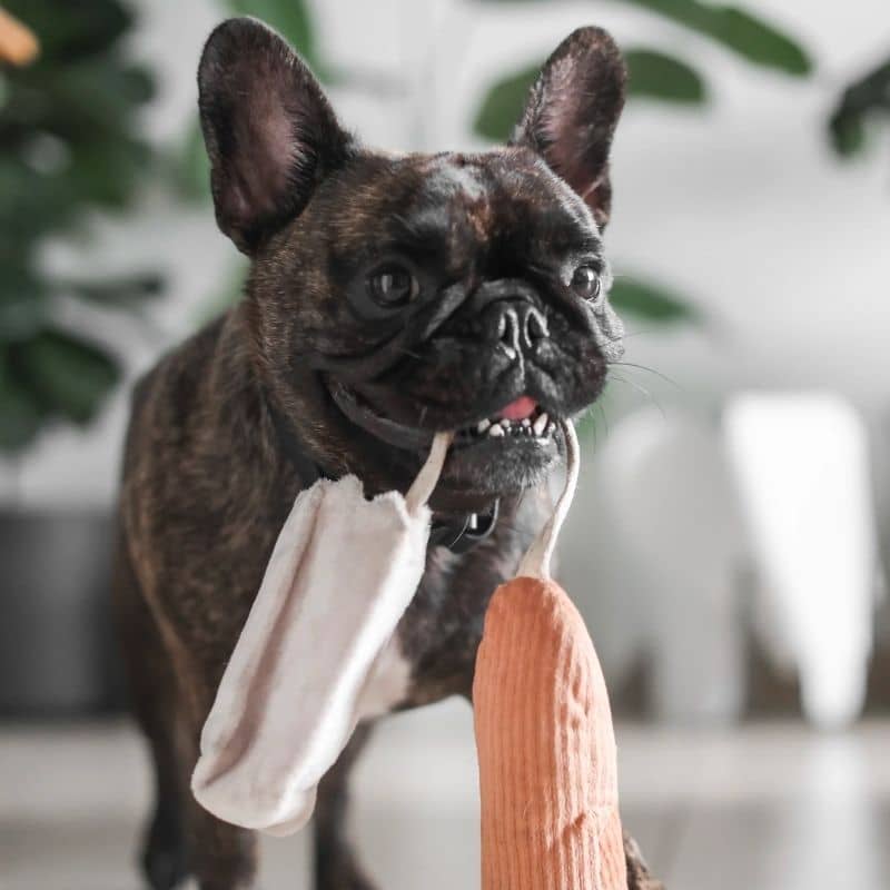 jeu d'occupation et de fouille pour chien en forme de mini baguette de pain avec 1 pouic pouic et cachette à friandises Lambwolf Collective