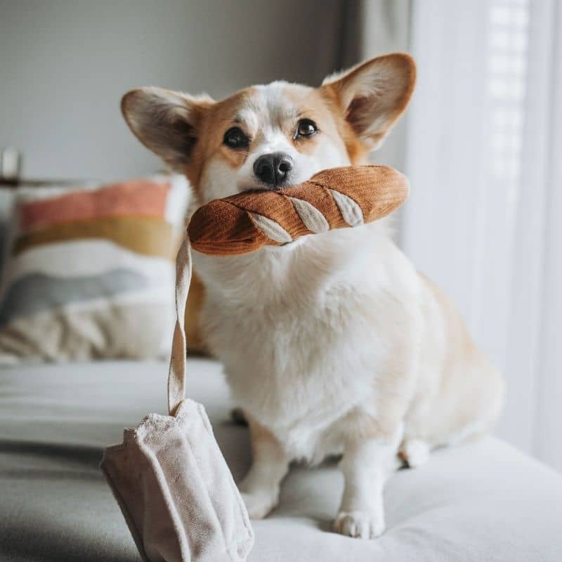 jeu d'occupation et de fouille pour chien en forme de mini baguette de pain avec 1 pouic pouic et cachette à friandises Lambwolf Collective