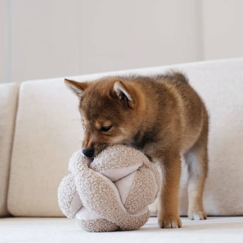 jouet interactif pour chien en forme de snuffle ball / balle de fouille avec cachettes à friandises Monti beige avoine Lambwolf