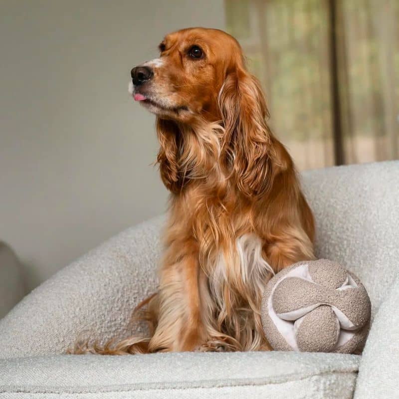 jouet interactif pour chien en forme de snuffle ball / balle de fouille avec cachettes à friandises Monti beige avoine Lambwolf