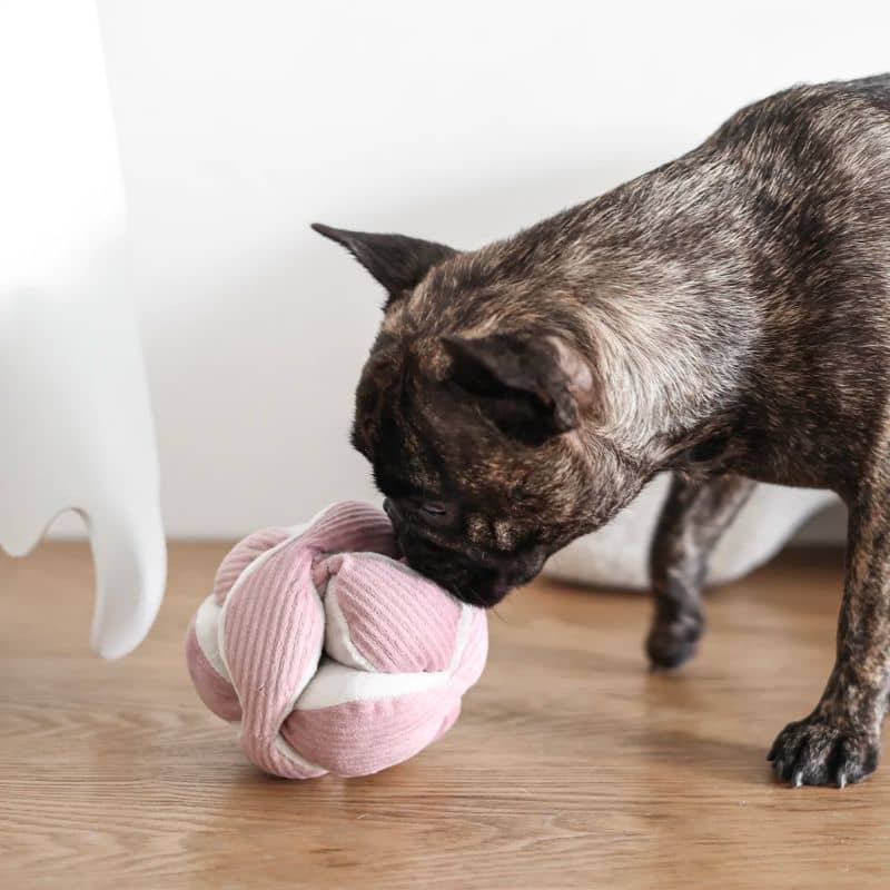 jouet interactif pour chien en forme de snuffle ball / balle de fouille avec cachettes à friandises Monti rose Lambwolf