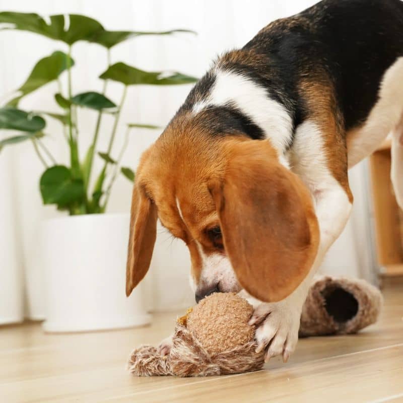 jeu d'occupation et de fouille pour chien en forme d'écureuil  avec cachette à friandises et balle rebondissante qui couine Squirrel pop Lambwolf Collective