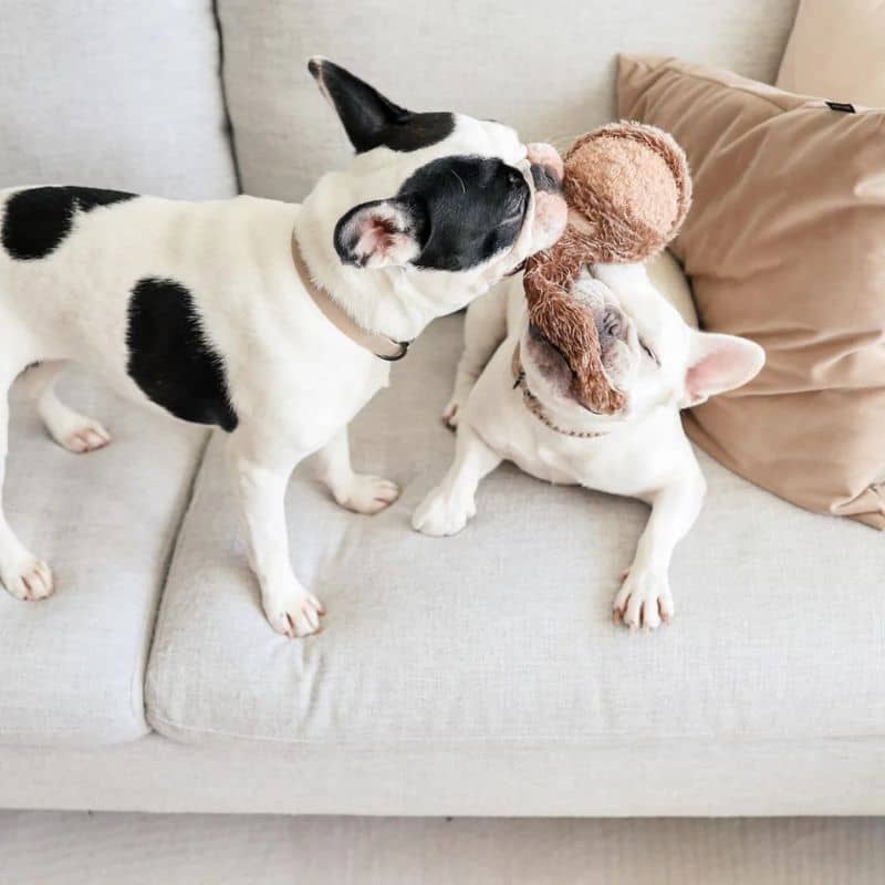 jeu d'occupation et de fouille pour chien en forme d'écureuil  avec cachette à friandises et balle rebondissante qui couine Squirrel pop Lambwolf Collective