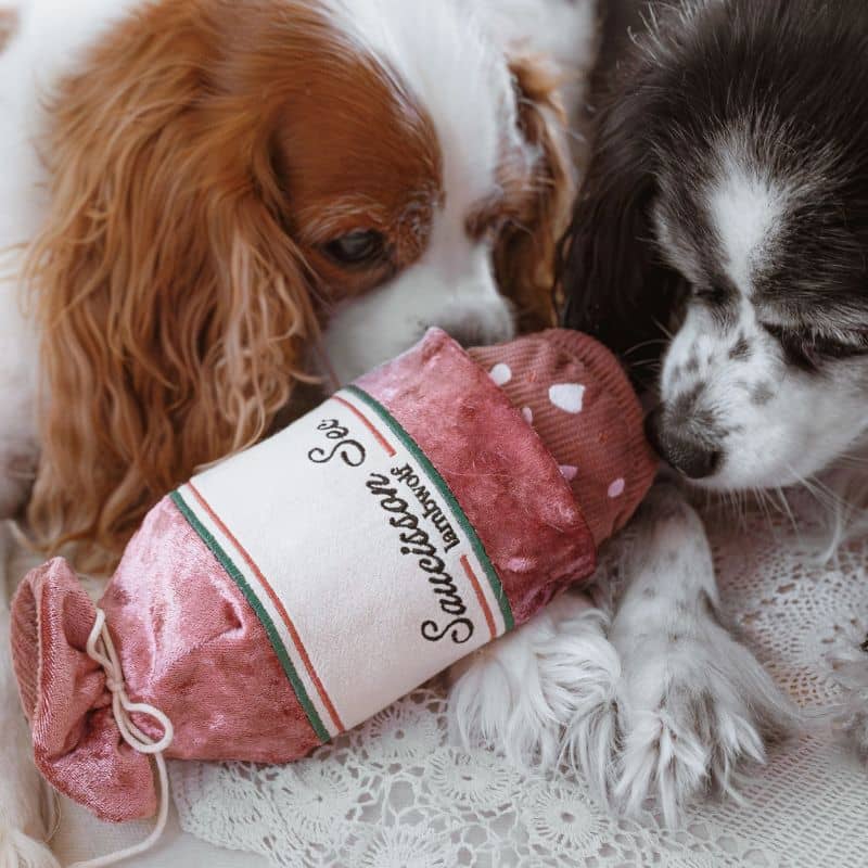 Cavalier king charles avec un jouet pour chien pour la dépense mentale
