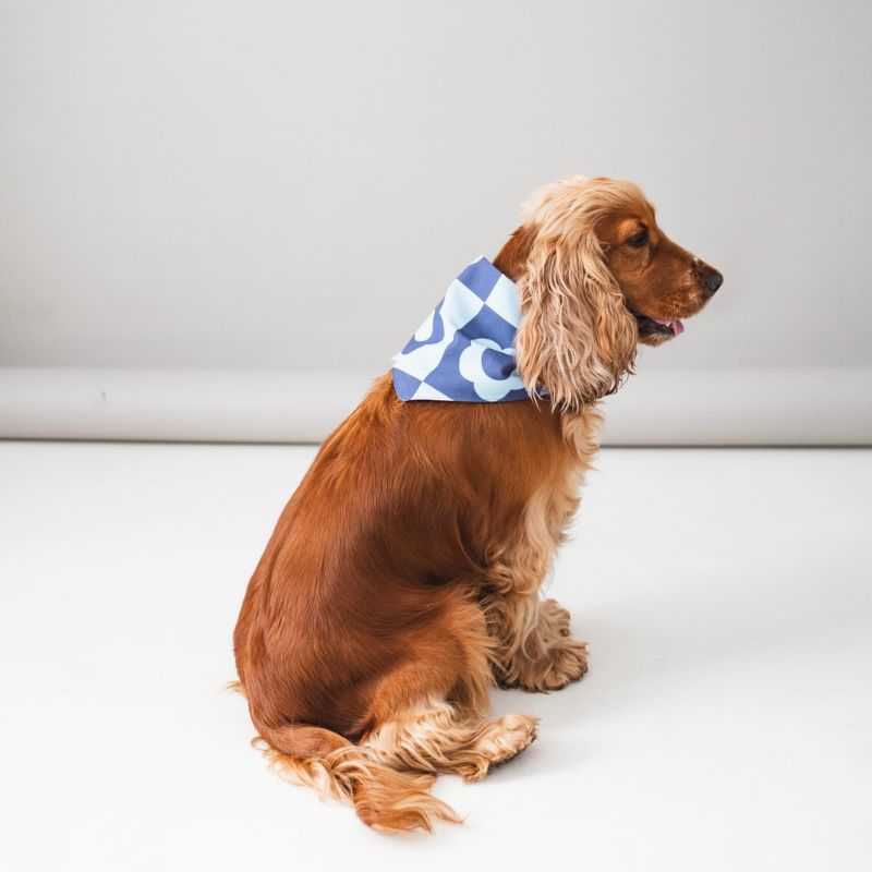 bandana pour chien fait main en coton à motifs fleurs bleues retro Lou & Co