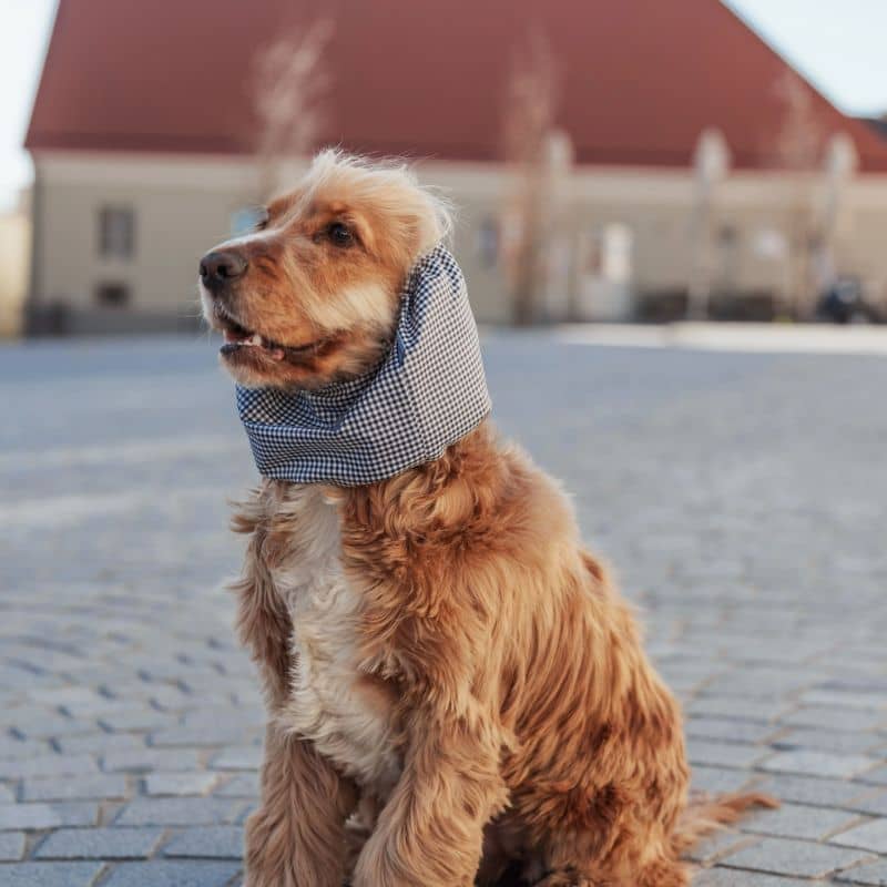 Cocker avec un snood pour protéger ses oreilles du vent, des epillets, de l'eau et des otites motifs à damier blanc et bleu marine