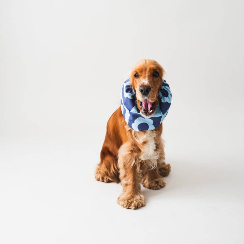 snood pour chien en coton damiers bleu motif fleurs retro Lou & Co - protection des longues oreilles contre les épillets et l'humidité