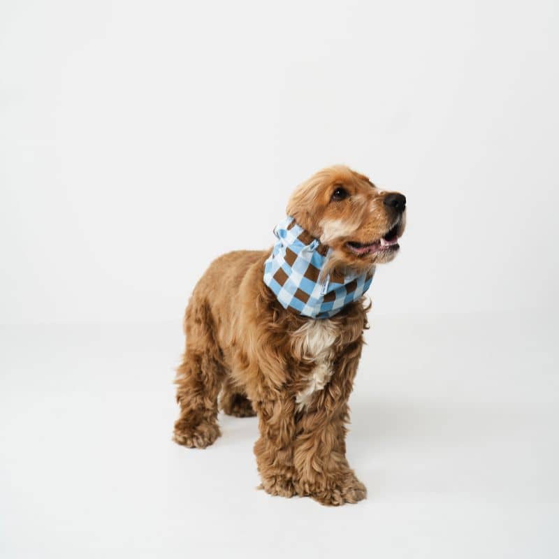 snood pour chien en coton motif carreaux  marron et bleu Lou & Co - protection des longues oreilles contre les épillets et l'humidité