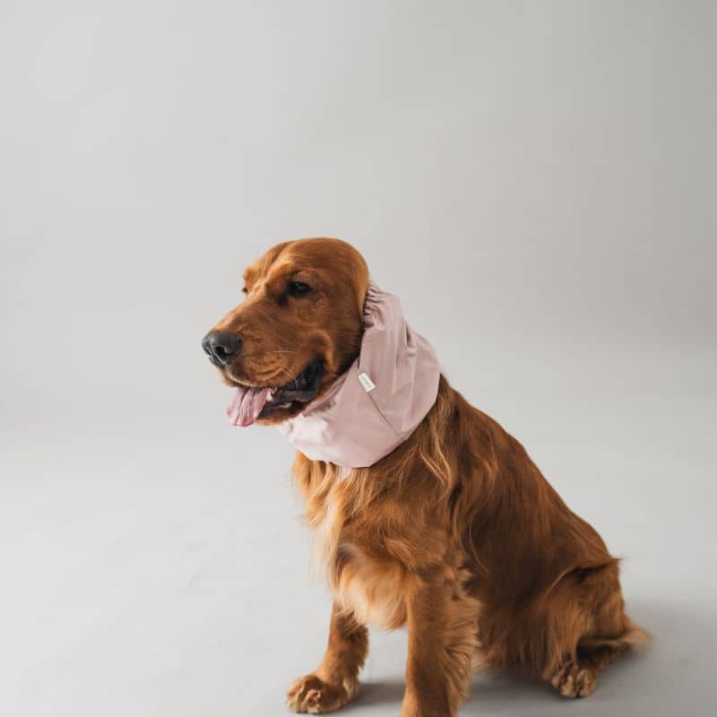 snood pour chien impermeable rose Lou & Co - protection des longues oreilles contre les épillets et l'humidité