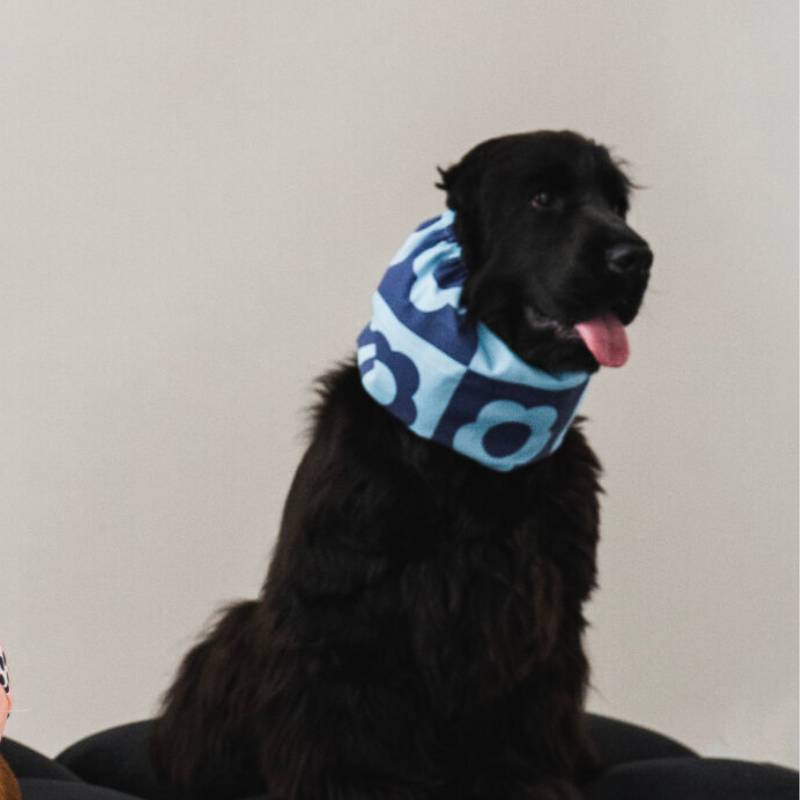 snood pour chien en coton damiers bleu motif fleurs retro Lou & Co - protection des longues oreilles contre les épillets et l'humidité