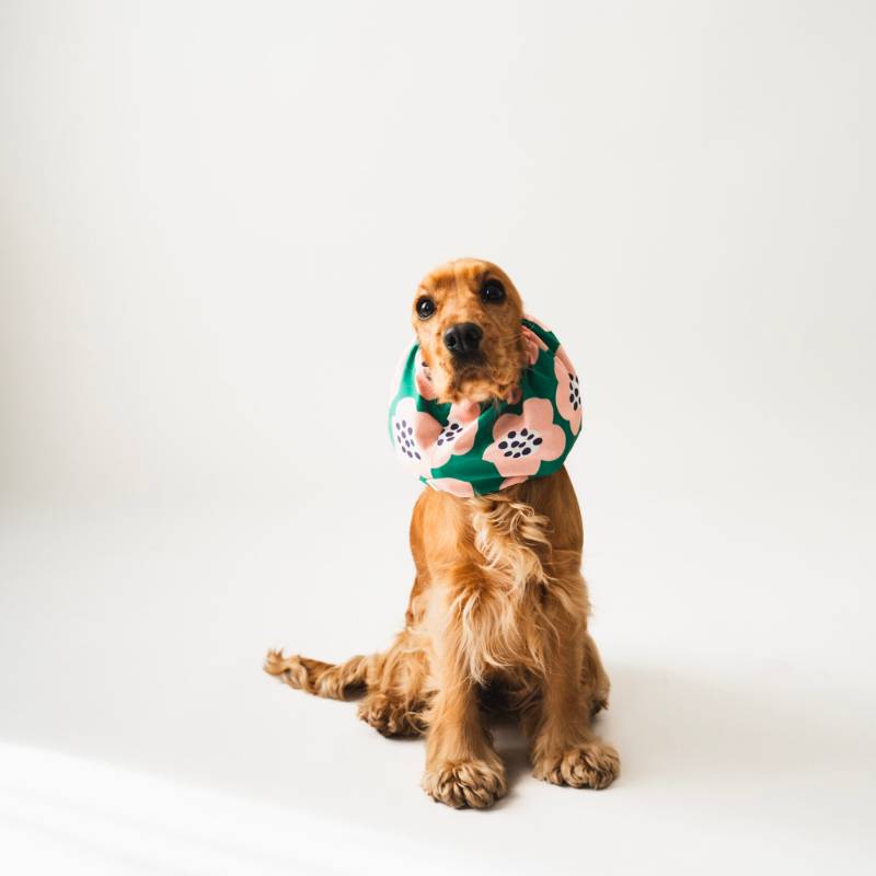 snood pour chien en coton vert motif fleurs rose Lou & Co - protection des longues oreilles contre les épillets et l'humidité