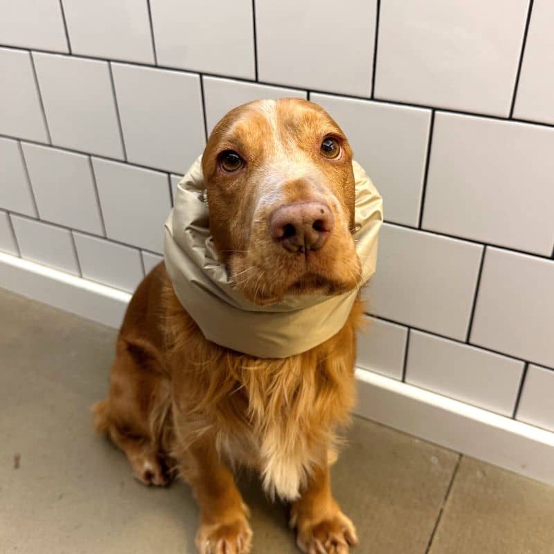 Cocker avec snood waterproof pour chien Lou & Co - protection des longues oreilles contre les épillets, l'humidité et les boules de glace / neige