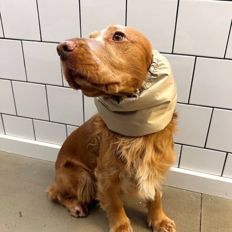 Cocker avec snood waterproof fourré d'hiver pour protéger ses oreilles fait à la main en Europe