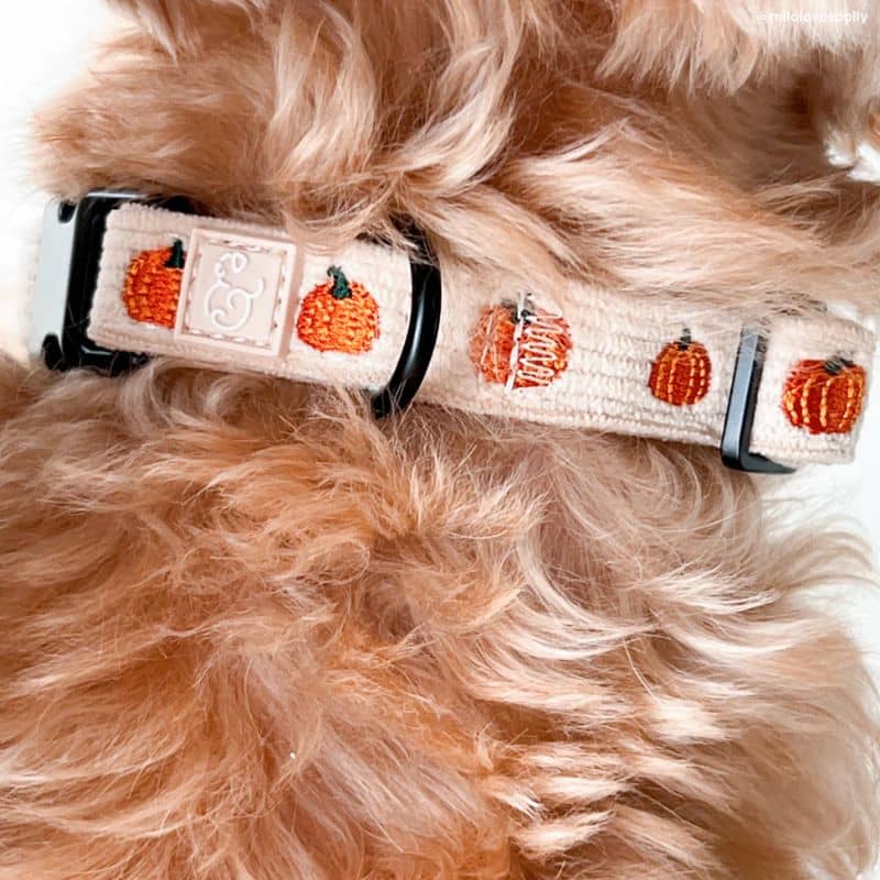 Détail des broderies citrouille du collier pour chien en velours côtelé en beige de Lucy and co - Oh my gourd