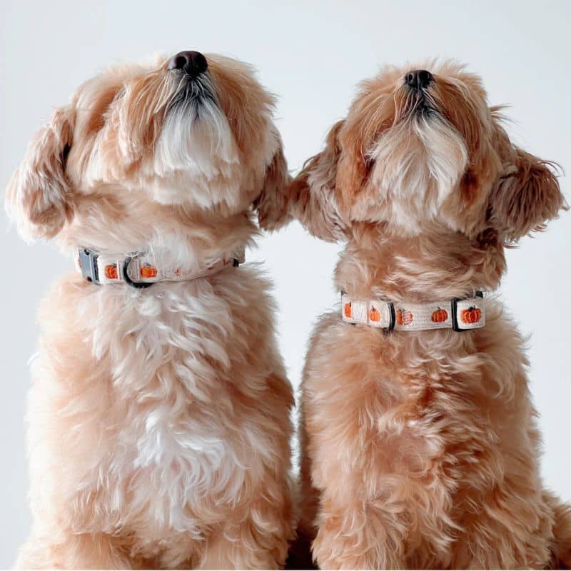 Chiens avec collier en velours côtelé beige et citrouilles en broderie de Lucy and Co