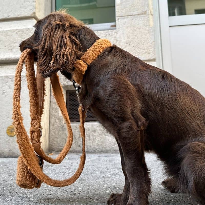 collier pour chien en moumoute sherpa marron "cinnamon teddy" par Lucy & Co