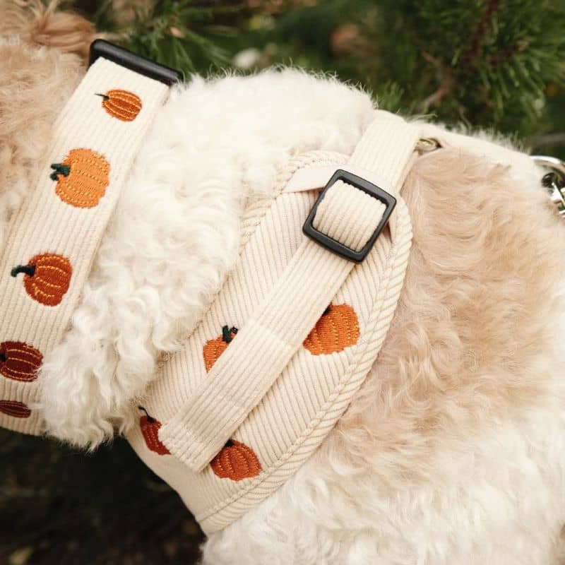 Détail du harnais pour chien de Lucy and Co Oh My Gourd en beige et velours