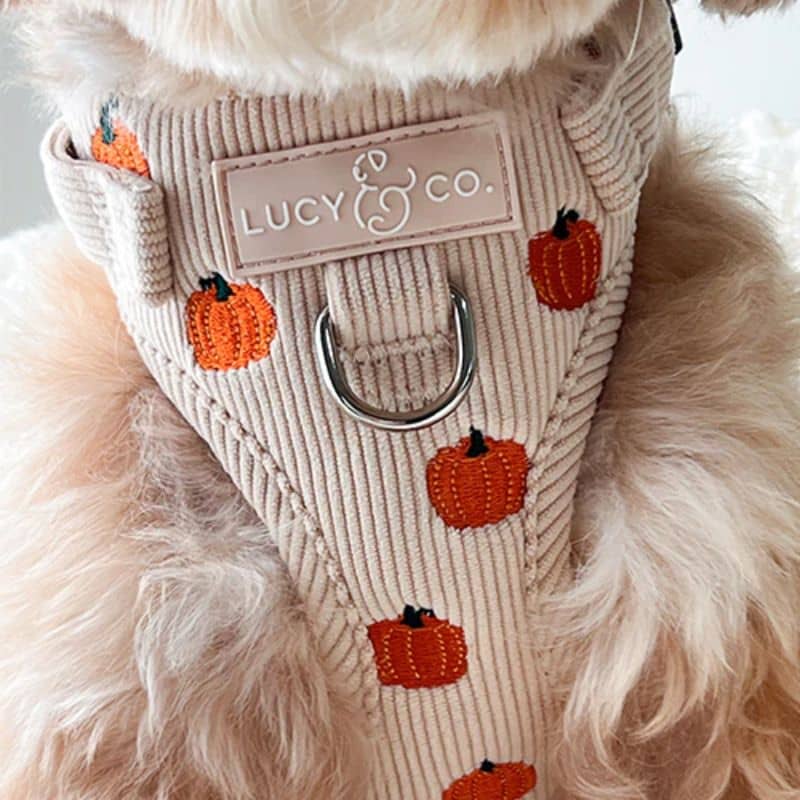 Harnais pour chien avec boucle anti-traction en velours côtelé en beige et pumpkin