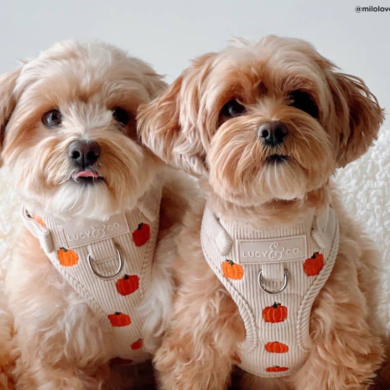 Chiens avec un harnais en velours côtelé et avec des citrouilles brodées - accessoire mignon d'halloween