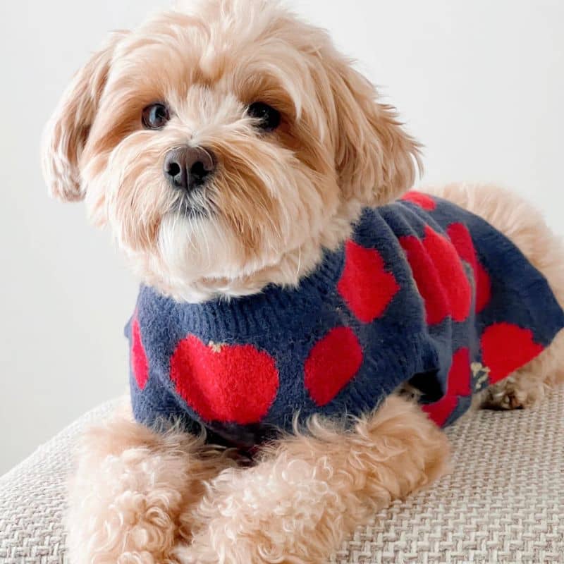 Chien avec pull confortable motif pommes bleu marine Lucy and Co