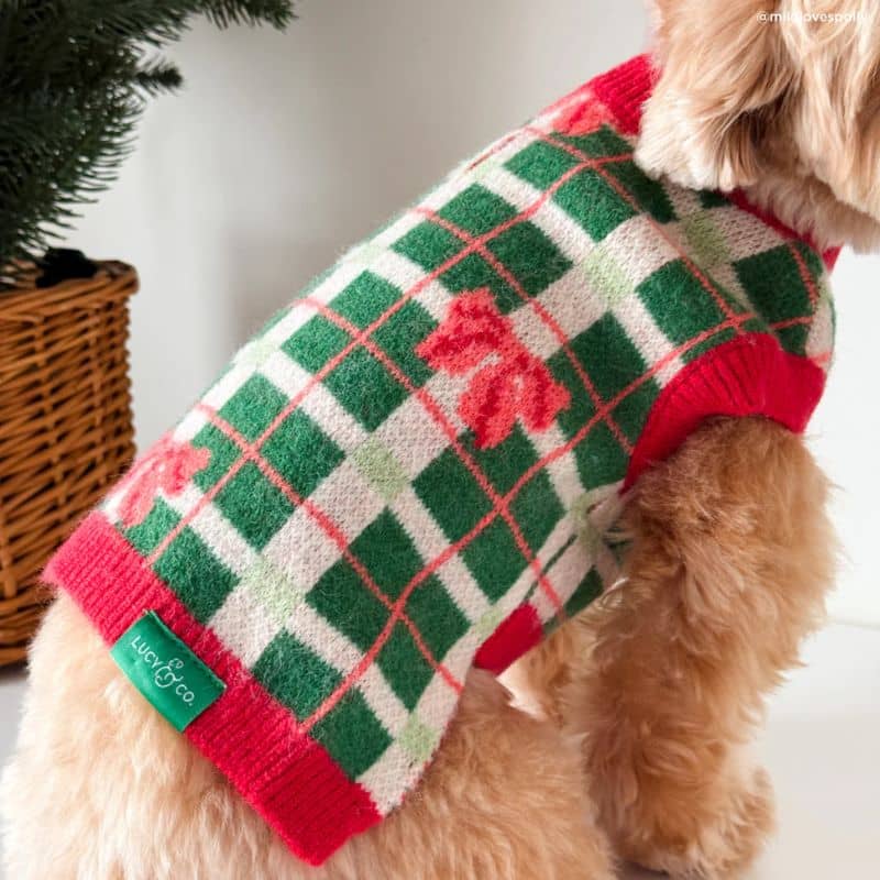Pull de Noël pour chien de Lucy and co : motif Happy Howlidays, noeud rouge et carreaux vert