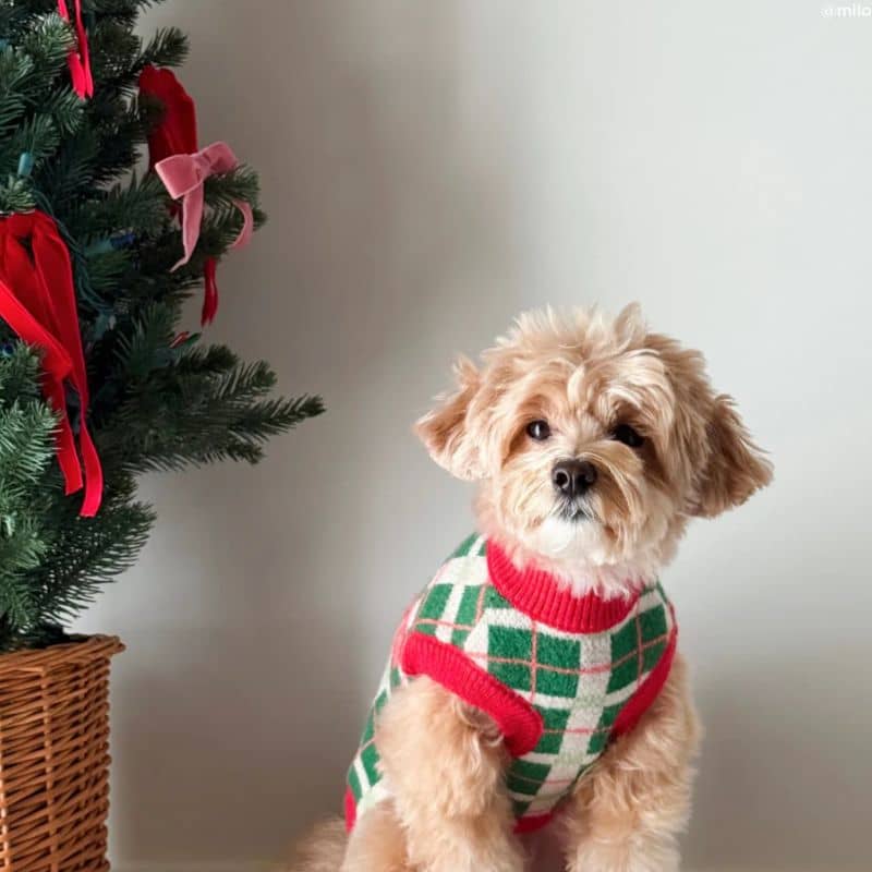 Pull de Noël pour chien de Lucy and co : motif Happy Howlidays vert et rouge