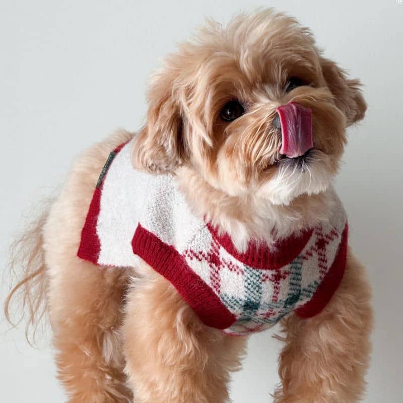 Pull de Noël pour chien de Lucy and co : motif Snow Much Fun, rouge et carreaux vert
