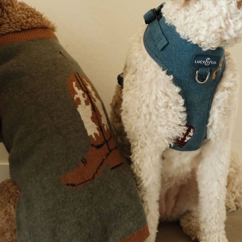 Chien avec pull en maille motif cowboy de Lucy & Co et harnais pour en jean assorti