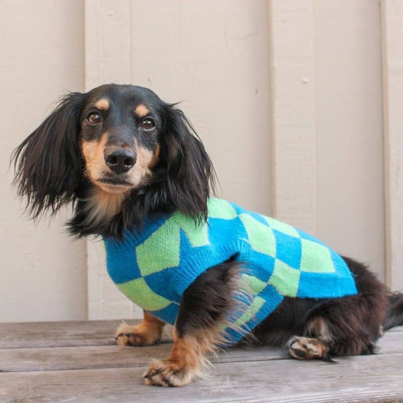 Teckel avec pull chaud pour chien à damier vert et bleu Lucy and co 