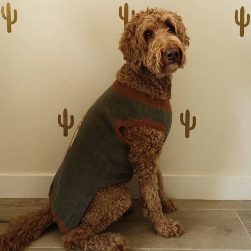 Chien avec pull confortable facile à enfiler de Lucy & Co