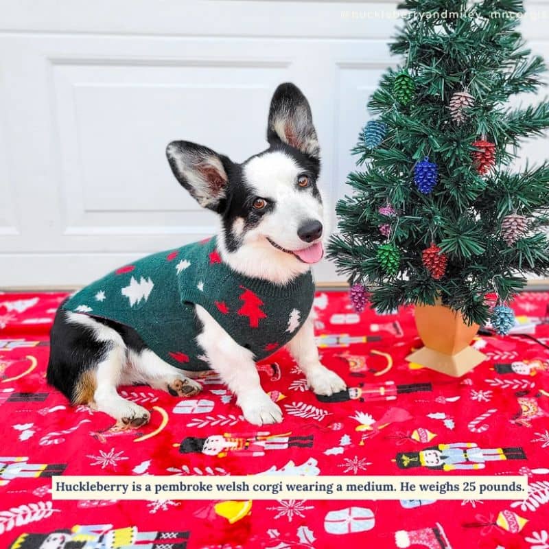 Pull de Noël Christmas jumper de Lucy & Co Joy to the world pour chien