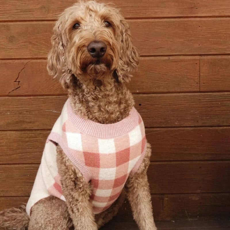 Chien avec pull rose à carreaux et noeud Take a Bow de Lucy & Co