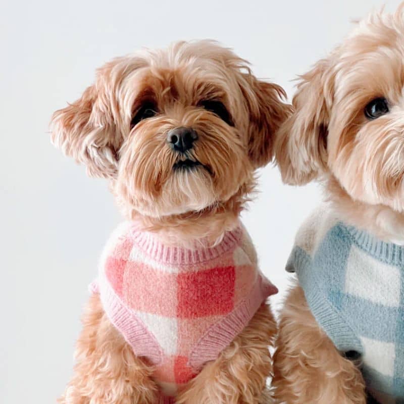 Chien avec pull confortable motif carreaux rose Lucy and Co