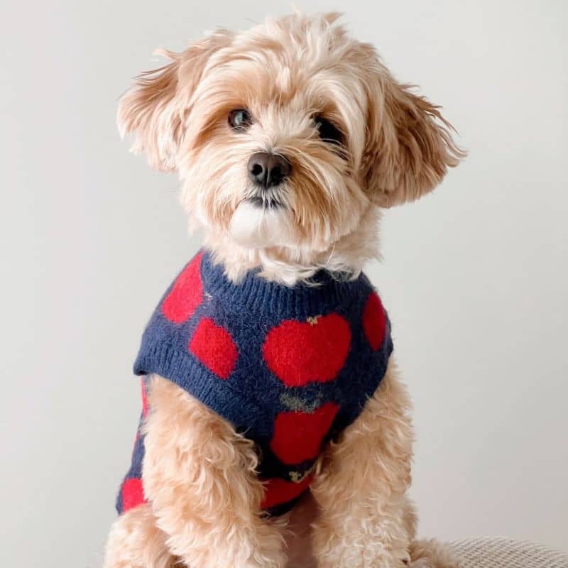 Chien avec pull pommes Appley Ever After de Lucy & Co