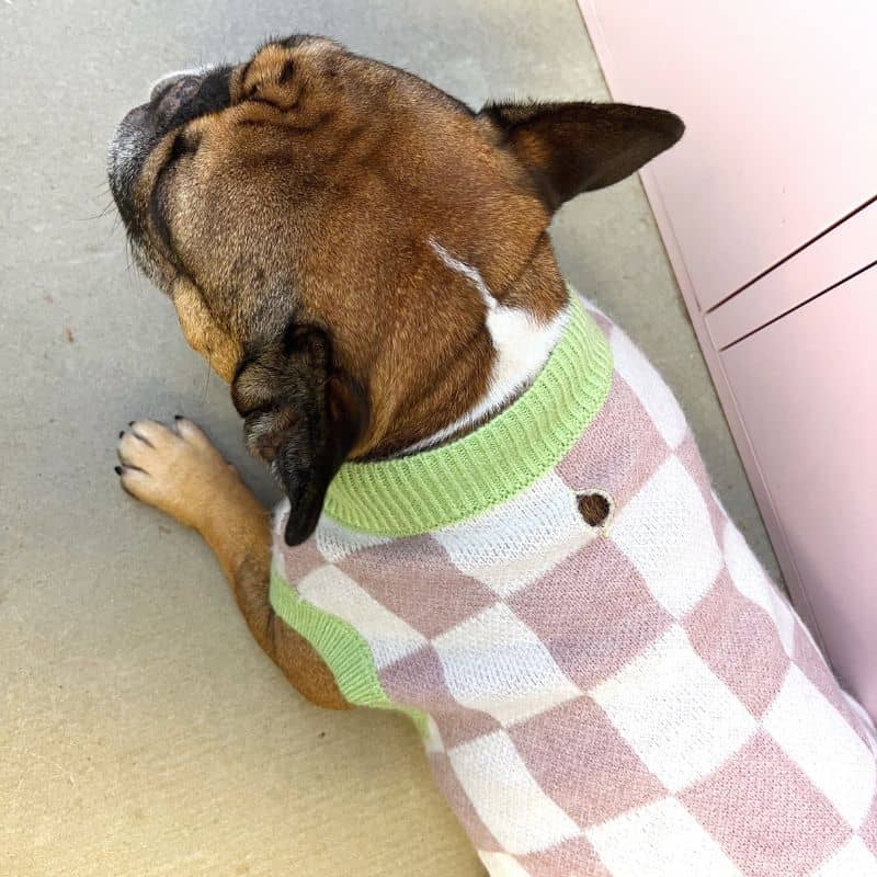 Bouledogue français avec pull à carreaux pour chien tendance