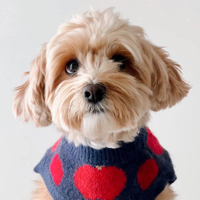 Chien avec pull bleu marine à pommes "Appley Ever After" de Lucy & Co