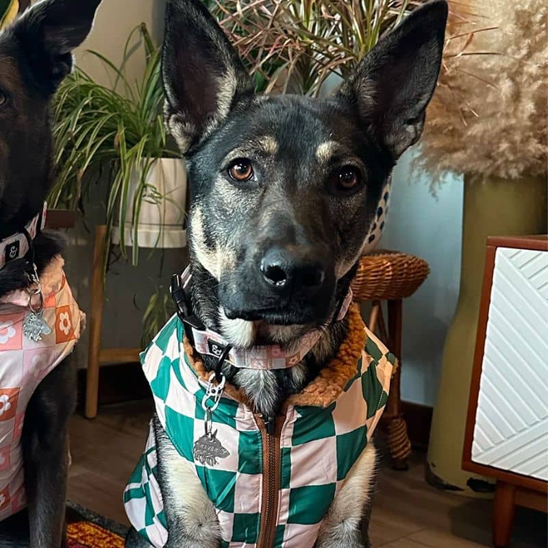manteau d'hiver à zip pour chien Lucy and co réversible en polaire 