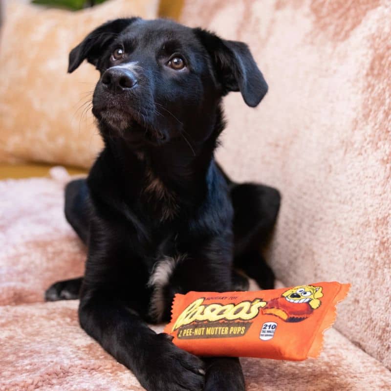 Jouet en peluche pour chien peanut butter pee-nut-mutter rosco's de la marque lulubelles