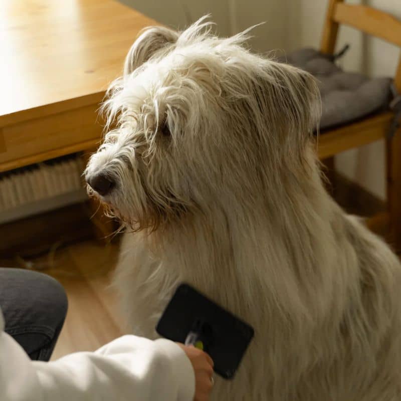 Ce spray démêlant No Drama pour chien et chat Masco Beauty facilitera le démêlage rendant le brossage plus facile