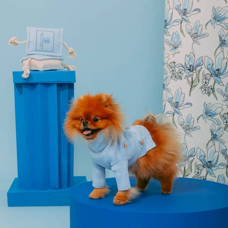 jouet peluche pour chien en forme de livre avec corde coulissante Lady Whistledown collaboration exclusive Maxbone Bridgerton