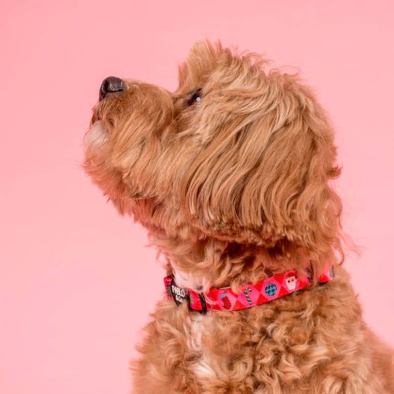 Chien avec un collier en tissu ajustable avec des motifs de Noel mignons