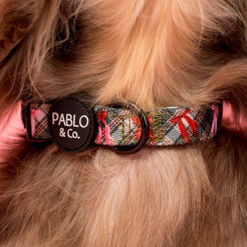 Chien avec un collier motif noel noeud rouge et carreaux verts de Pablo & Co