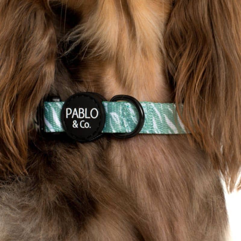 Collier pour chien tendance et confortable en vert