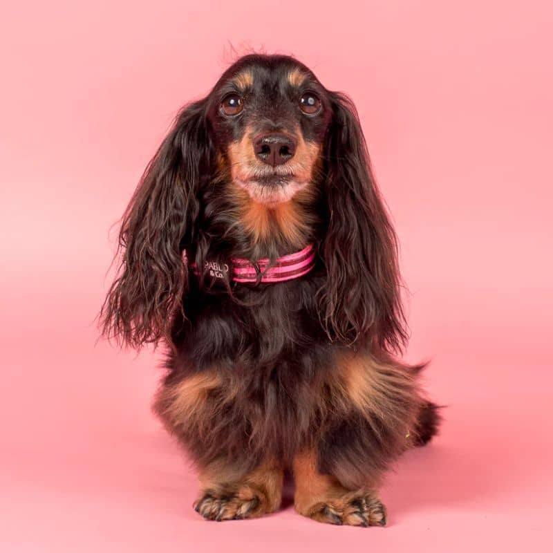 Teckel avec un collier pour chien de Pablo & Co - Rayures rose et bordeaux Blushing Stripes