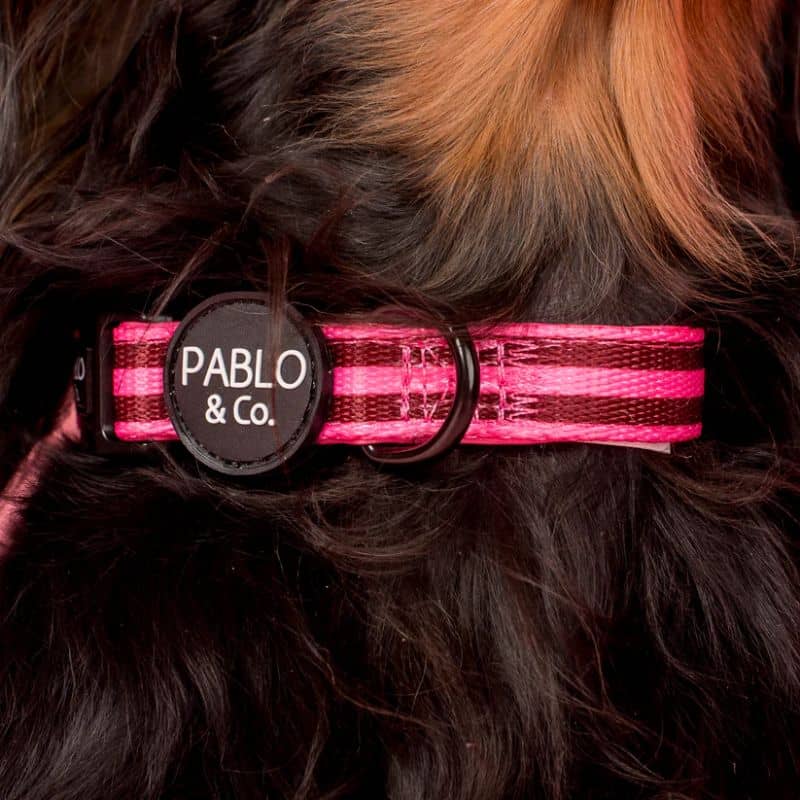 Teckel avec un collier pour chien de Pablo & Co - Rayures rose et bordeaux Blushing Stripes