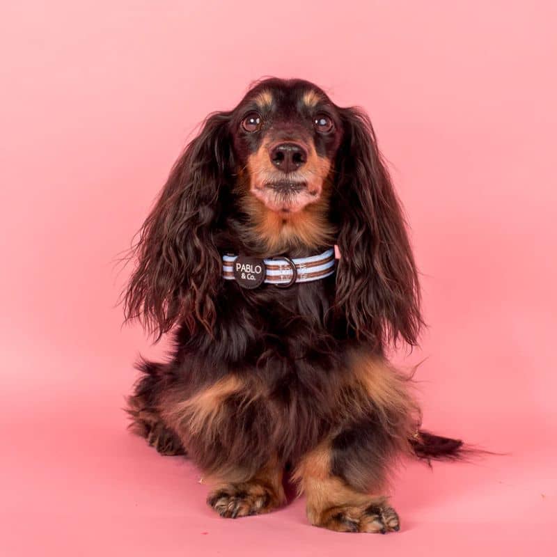Teckel avec un collier pour chien de Pablo & Co - Rayures bleues et marron Sunday Stripes