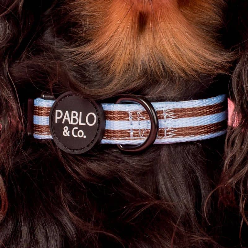 Teckel avec un collier pour chien de Pablo & Co - Rayures bleues et marron Sunday Stripes