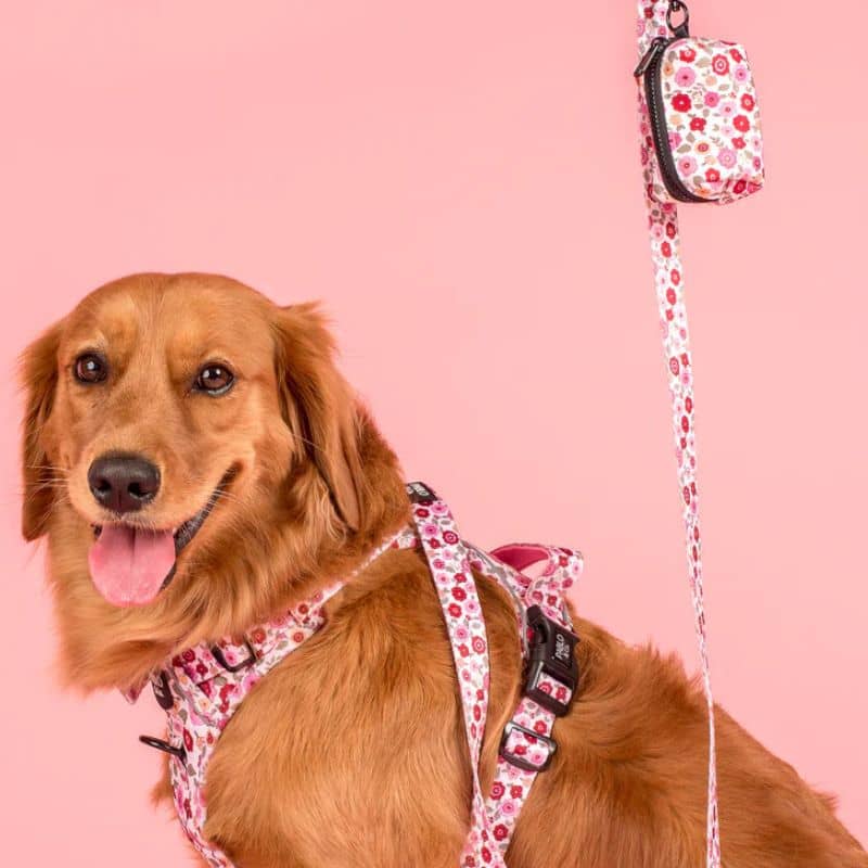 Ensemble complet de Pablo & Co motif primrose avec des fleurs : collier, laisse et poopbag pour chien