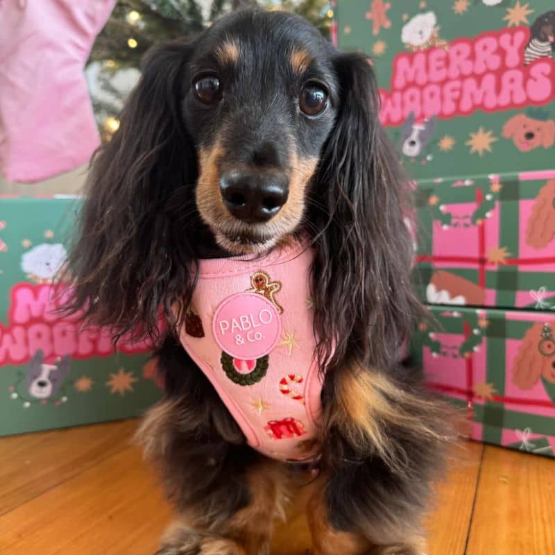 Teckel avec un harnais de noel ajustable en velours et broderie de Pablo & Co