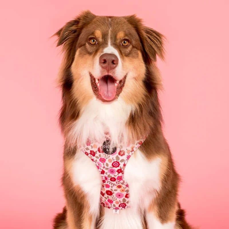 Harnais pour chien en tissu motif primevère - fleurs roses